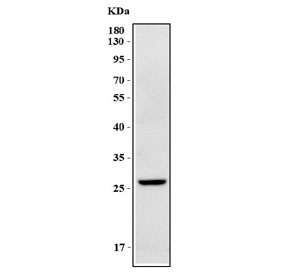 Western blot testing of human Caco-2 cell lysate with IDI2 antibody. Predicted molecular weight ~27 kDa.