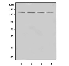 Western blot testing of 1) human HEL, 2) human K562, 3) rat testis and 4) mouse NIH 3T3 cell lysate with IMPG2 antibody. Predicted molecular weight ~139 kDa but may be observed at higher molecular weights due to glycosylation.