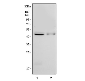 Western blot testing of human 1) HeLa and 2) PC-3 cell lysate with PAIP1 antibody. Predicted molecular weight: 42-54 kDa (three isoforms).
