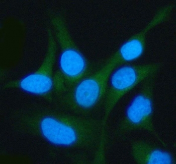 Immunofluorescent staining of FFPE human HeLa cells with LSG1 antibody (green) and DAPI nuclear stain (blue). HIER: steam section in pH6 citrate buffer for 20 min.