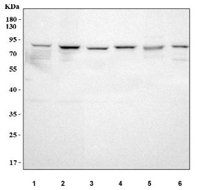 Western blot testing of human 1) HeLa, 2) MCF7, 3) PC-3, 4) U-251, 5) RT4 and 6) HEL cell lysate with LSG1 antibody. Predicted molecular weight ~75 kDa.
