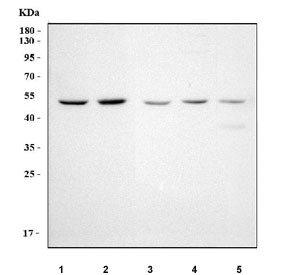 Western blot testing of 1) human Raji, 2) human Ramos, 3) rat spleen, 4) rat testis and 5) mouse testis tissue lysate with Pellino 2 antibody. Predicted molecular weight ~46 kDa.
