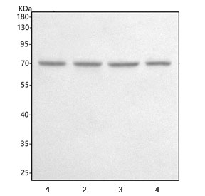 Western blot testing of human 1) Raji, 2) A549, 3) HeLa, and 4) 293T cell lysate with PATZ1 antibody. Predicted molecular weight ~74 kDa.