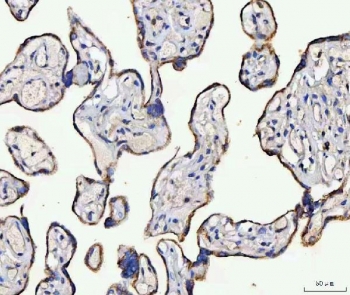 IHC staining of FFPE human placental tissue with MCCC2 antibody. HIER: boil tissue sections in pH8 EDTA for 20 min and allow to cool before testing.