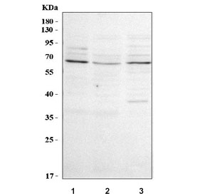 Western blot testing of human 1) HeLa, 2) HepG2 and 3) K562 cell lysate with Palmdelphin antibody. Predicted molecular weight ~63 kDa but may be observed at up to ~80 kDa.