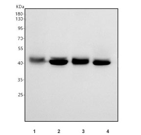Western blot testing of human 1) HEL, 2) A549, 3) U-251 and 4) HepG2 cell lysate with BPNT2 antibody. Predicted molecular weight ~39 kDa.