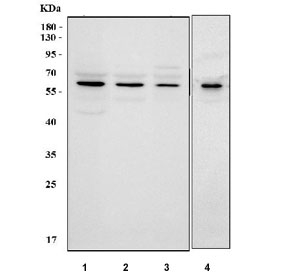 Western blot testing of 1) human HeLa, 2) human K562, 3) human HEL and 4) rat C6 cell lysate with MUTYH antibody. Predicted molecular weight ~60 kDa.