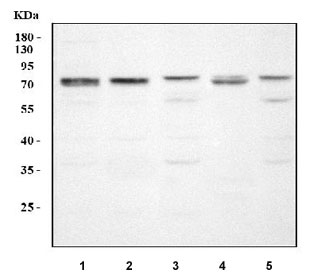 Western blot testing of 1) human RT4, 2) human A549, 3) rat C6, 4) mouse kidney and 5) mouse NIH 3T3 cell lysate with PADI3 antibody. Predicted molecular weight ~75 kDa.