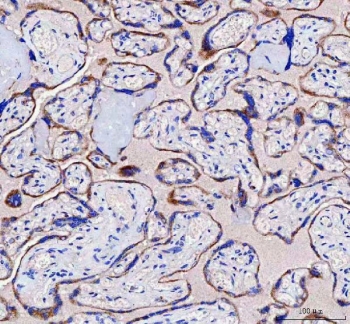 IHC staining of FFPE human placental tissue with IFT52 antibody. HIER: boil tissue sections in pH8 EDTA for 20 min and allow to cool before testing.