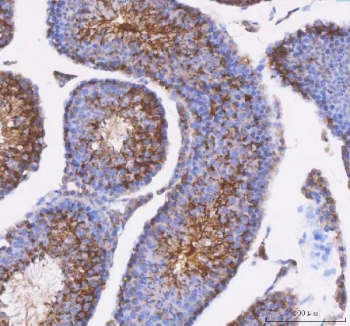 IHC staining of FFPE mouse testis tissue with IFT52 antibody. HIER: boil tissue sections in pH8 EDTA for 20 min and allow to cool before testing.