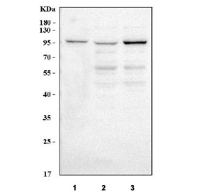 Western blot testing of human 1) Jurkat, 2) HeLa, and 3) 293T cell lysate with MAP4K5 antibody. Predicted molecular weight ~95 kDa.