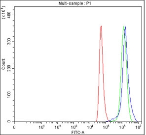 Flow cytometry testing of fixed and permeabilized human HeLa cells with PHF11 antibody at 1ug/million cells (blocked with goat sera); Red=cells alone, Green=isotype control, Blue= PHF11 antibody.