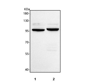 Western blot testing of 1) human U251 and 2) rat C6 cell lysate with PCDHGC4 antibody. Predicted molecular weight ~101 kDa.