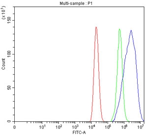 Flow cytometry testing of fixed and permeabilized human Caco-2 cells with EIF3B antibody at 1ug/million cells (blocked with goat sera); Red=cells alone, Green=isotype control, Blue= EIF3B antibody.