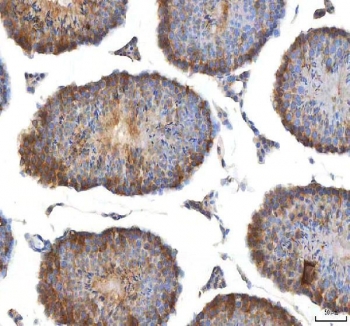 IHC staining of FFPE mouse testis tissue with EIF3B antibody. HIER: boil tissue sections in pH8 EDTA for 20 min and allow to cool before testing.
