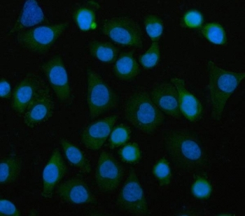 Immunofluorescent staining of FFPE human SiHa cells with EIF3B antibody (green) and DAPI nuclear stain (blue). HIER: steam section in pH6 citrate buffer for 20 min.