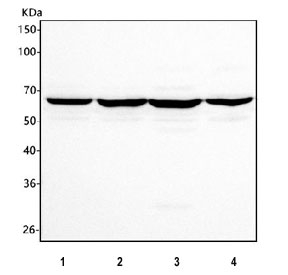 Western blot testing of human 1) HEK293, 2) HEL, 3) Caco-2 and 4) SH-SY5Y cell lysate with HEPACAM2 antibody. Predicted molecular weight ~51 kDa but may be observed a higher molecular weights due to glycosylation.