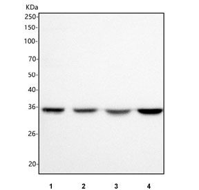 Western blot testing of human 1) 293T, 2) HT-1080, 3) HeLa and 4) HEL cell lysate with OMI antibody. Predicted molecular weight: 38-49 kDa.