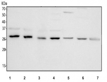 Western blot testing of 1) human Jurkat, 2) human Ramos, 3) human CCRF-CEM, 4) human U-251, 5) rat liver, 6) rat heart and 7) mouse liver tissue lysate with PGLS antibody. Predicted molecular weight ~28 kDa.