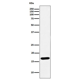 Western blot testing of human Raji cell lysate with UBE2D1 antibody. Predicted molecular weight ~17 kDa.