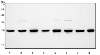 Western blot testing of human 1) HeLa, 2) Raji, 3) 293T, 4) HepG2, 5) K562, 6) MCF7, 7) Caco-2 and 8) HEL cell lysate with PCMT1 antibody. Predicted molecular weight ~25 kDa.