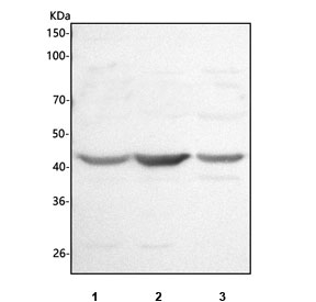 Western blot testing of human 1) HeLa, 2) MCF7 and 3) HepG2 cell lysate with HSD3B7 antibody. Predicted molecular weight ~41 kDa.