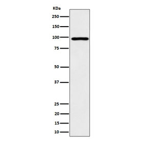 Western blot testing of human HepG2 cell lysate with AKAP8 antibody. Predicted molecular weight ~76 kDa but routinely observed at ~95 kDa.