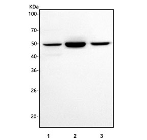Western blot testing of 1) human A549, 2) rat C6 and 3) mouse lung tissue lysate with 5-HT3C antibody. Predicted molecular weight ~50 kDa.