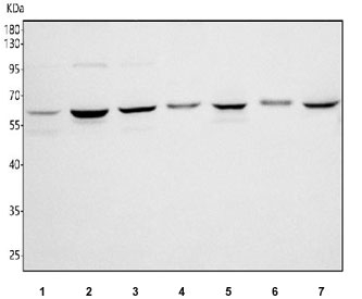 Western blot testing of 1) human PC-3, 2) human HepG2, 3) monkey COS-7, 4) rat skeletal muscle, 5) rat brain, 6) mouse skeletal muscle and 7) mouse skeletal muscle tissue lysate with SIM2 antibody. Predicted molecular weight ~73 kDa (SIM2) and ~65 kDa (SIM2S).