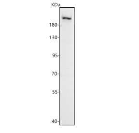 Western blot testing of human HepG2 cell lysate with PEG3 antibody. Predicted molecular weight ~180 kDa.