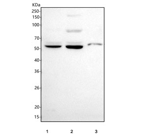 Western blot testing of 1) human HeLa, 2) rat C6, and 3) mouse Neuro 2a cell lysate with SLC6A1 antibody. Predicted molecular weight is approximately 67 kDa, but SLC6A1 routinely migrates at approximately 50 to 55 kDa on SDS PAGE due to its multi pass membrane structure and glycosylation dependent mobility.