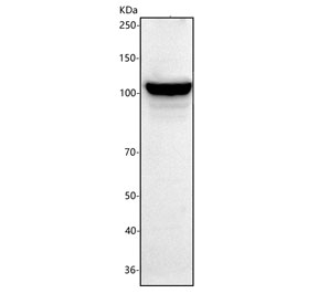 Western blot testing of human HEL cell lysate with MYO1G antibody. Predicted molecular weight ~116 kDa.