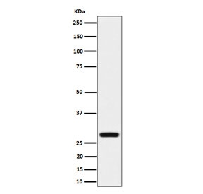Western blot testing of human HeLa cell lysate with Peflin antibody. Predicted molecular weight ~30 kDa.