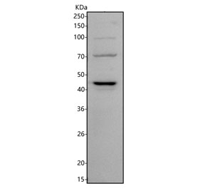 Western blot testing of human Jurkat cell lysate with Serpin B8 antibody. Predicted molecular weight ~43 kDa.