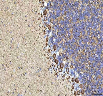 IHC staining of FFPE rat cerebellum tissue with HCRT antibody. HIER: boil tissue sections in pH8 EDTA for 20 min and allow to cool before testing.