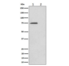 Western blot testing of lysate from human HeLa cells, untreated (1) or treated with Alkaline phosphatase (2), using Phospho-eIF4B antibody.