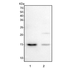 Western blot testing of human 1) HeLa and 2) Caco-2 cell lysate with LMO7DN antibody. Predicted molecular weight ~13 kDa.
