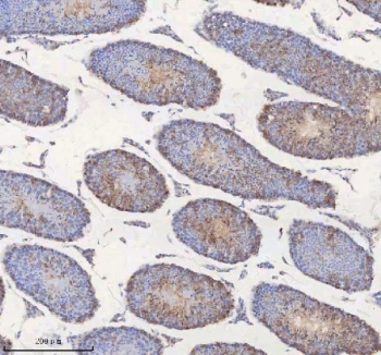 IHC staining of FFPE mouse testis tissue with MIPEP antibody. HIER: boil tissue sections in pH8 EDTA for 20 min and allow to cool before testing.