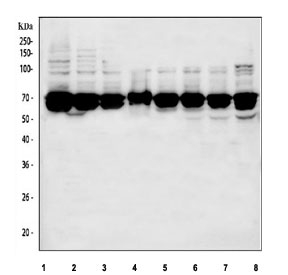 Western blot testing of 1) human HeLa, 2) human HepG2, 3) human Caco-2, 4) human Raji, 5) rat PC-12, 6) rat C6, 7) mouse NIH 3T3 and 8) mouse Ana-1 cell lysate with NF-kB p65 antibody. Expected molecular weight ~65 kDa.