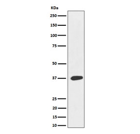 Western blot testing of human HeLa cell lysate with MAS1L antibody. Predicted molecular weight ~42 kDa.
