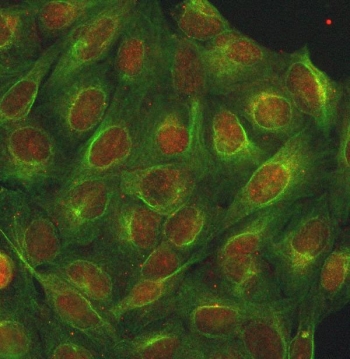 Immunofluorescent staining of FFPE human U-2 OS cells with INTS13 antibody (red) and Beta Tubulin mAb (green). HIER: steam section in pH6 citrate buffer for 20 min.