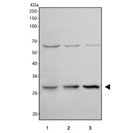 Western blot testing of human 1) HeLa, 2) 293T and 3) U-2 OS cell lysate with Histone H1.10 antibody. Predicted molecular weight ~22 kDa.
