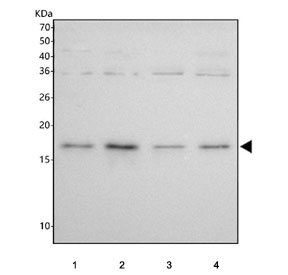 Western blot testing of human 1) Jurkat, 2) HeLa, 3) ThP-1 and 4) RT4 cell lysate with RNA-binding motif protein 3 antibody. Predicted molecular weight ~17 kDa.