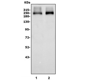 Western blot testing of human 1) HEK293 and 2) K562 cell lysate with ANAPC1 antibody. Predicted molecular weight ~217 kDa but may be observed at higher molecular weights due to phosphorylation.