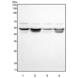 Western blot testing of human 1) SH-SY5Y, 2) U-251, 3) RT4 and 4) PC-3 cell lysate with SLC37A3 antibody. Predicted molecular weight ~54 kDa, ~53 kDa and ~49 kDa (multiple isoforms).