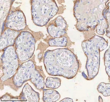 HER4 Antibody FFPE Placenta IHC. Immunohistochemistry staining of FFPE human placental tissue with HER4 antibody. HIER: boil tissue sections in pH8 EDTA for 20 min and allow to cool before testing.