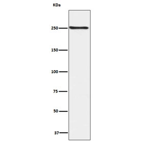 Phospho-mTOR Antibody HEK293 WB. Western blot analysis of human HEK293 cell lysate using phospho-mTOR antibody detecting mTOR phosphorylated at Ser2448, clone IFF-13. A band is detected at approximately 250-290 kDa, consistent with the predicted molecular weight of mTOR. The signal supports detection of phosphorylated mTOR in HEK293 cells, a commonly used model for pathway signaling studies.