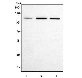 Western blot testing of 1) human 293T, 2) human Jurkat and 3) rat C6 cell lysate with PCDHGC3 antibody. Predicted molecular weight ~101 kDa.
