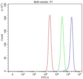Flow cytometry testing of fixed and permeabilized human MCF7 cells with Peptide deformylase antibody at 1ug/million cells (blocked with goat sera); Red=cells alone, Green=isotype control, Blue= Peptide deformylase antibody.