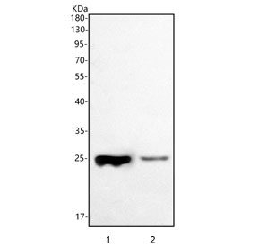 Western blot testing of human 1) MCF7 and 2) HepG2 cell lysate with Peptide deformylase antibody. Predicted molecular weight ~27 kDa.